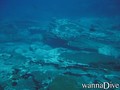 scuba diving photo
