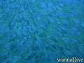 scuba diving photo