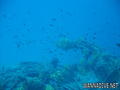 foto de buceo