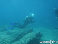 scuba diving photo