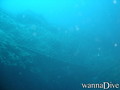 scuba diving photo