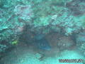scuba diving photo