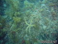 scuba diving photo