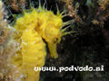 foto de buceo