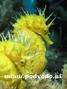 foto de buceo