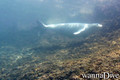 scuba diving photo