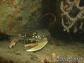 scuba diving photo