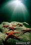 scuba diving photo