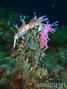 scuba diving photo