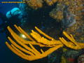 scuba diving photo