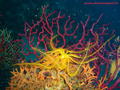 scuba diving photo