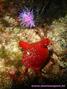 scuba diving photo