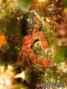 foto de buceo