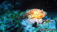 foto de buceo