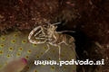 scuba diving photo