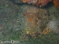 scuba diving photo