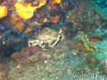 scuba diving photo