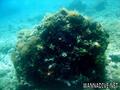 scuba diving photo