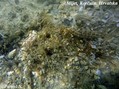 scuba diving photo