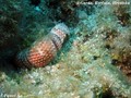scuba diving photo