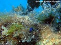 scuba diving photo