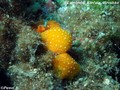 scuba diving photo