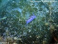 scuba diving photo