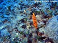 scuba diving photo