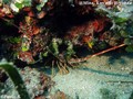 scuba diving photo