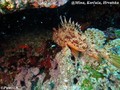 scuba diving photo