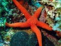 scuba diving photo