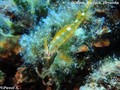 scuba diving photo