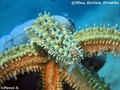 scuba diving photo