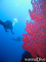 scuba diving photo