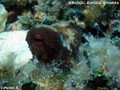 scuba diving photo