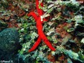 scuba diving photo