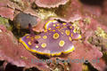 scuba diving photo