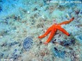 scuba diving photo