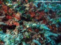 scuba diving photo