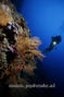 scuba diving photo