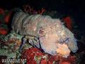 scuba diving photo