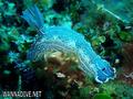 scuba diving photo