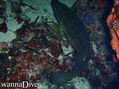 scuba diving photo