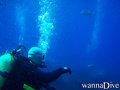 scuba diving photo