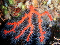 scuba diving photo