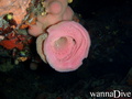 scuba diving photo