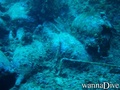 scuba diving photo