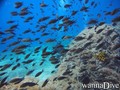 scuba diving photo