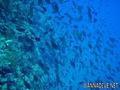 foto de buceo