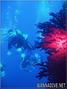scuba diving photo